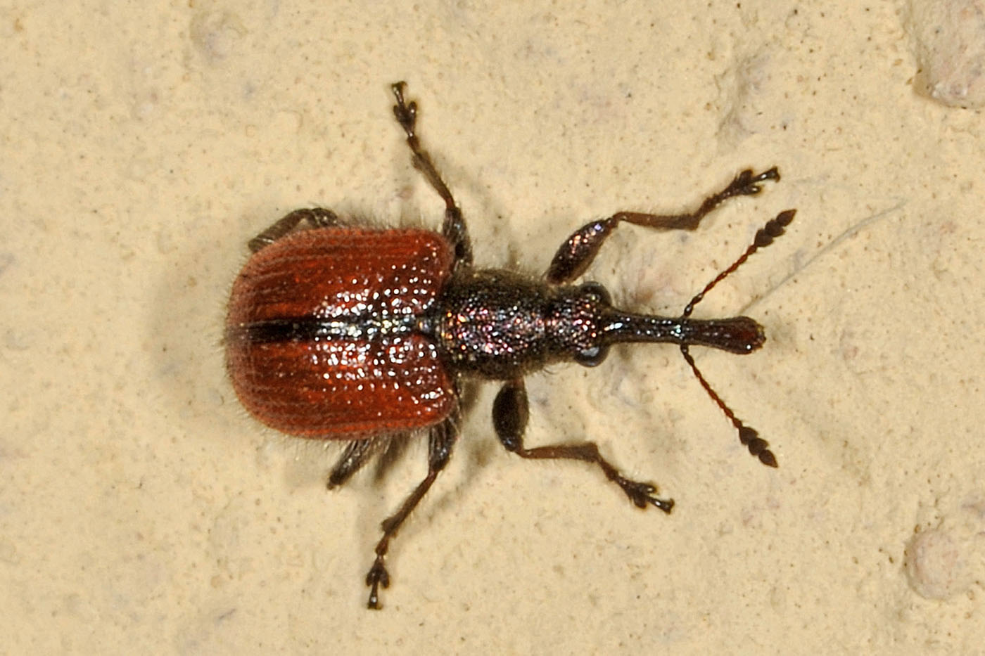 Rhynchitidae: Tatianaerhynchites aequatus